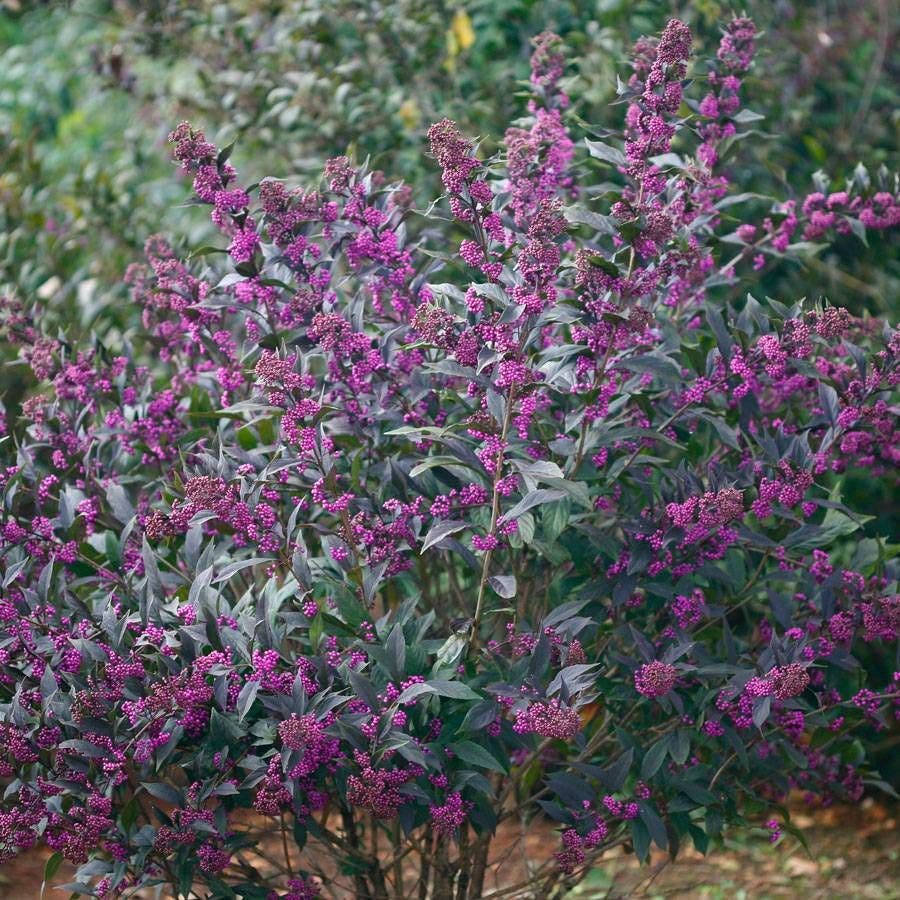 Callicarpa Pearl Glam®