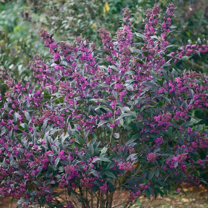 Callicarpa Pearl Glam®