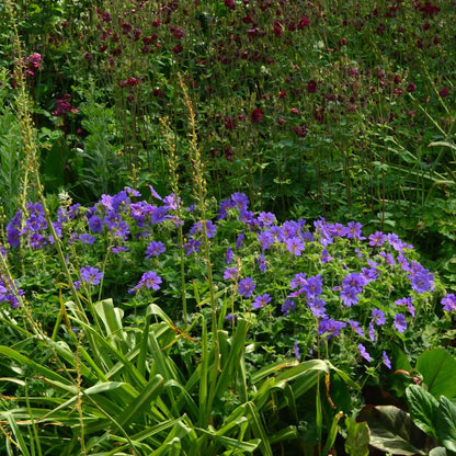 geranium johnson's blue seeds Geranium Johnson's Blue