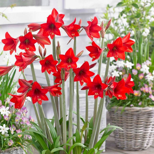 Sonatini® Red Rascal Amaryllis