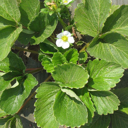 Fragaria 'Eclair' Strawberry
