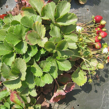 Fragaria 'Eclair' Strawberry
