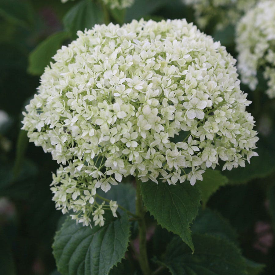 Hydrangea Invincibelle Limetta® Smooth Hydrangea