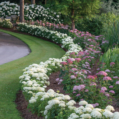 Hydrangea Invincibelle Limetta® Smooth Hydrangea