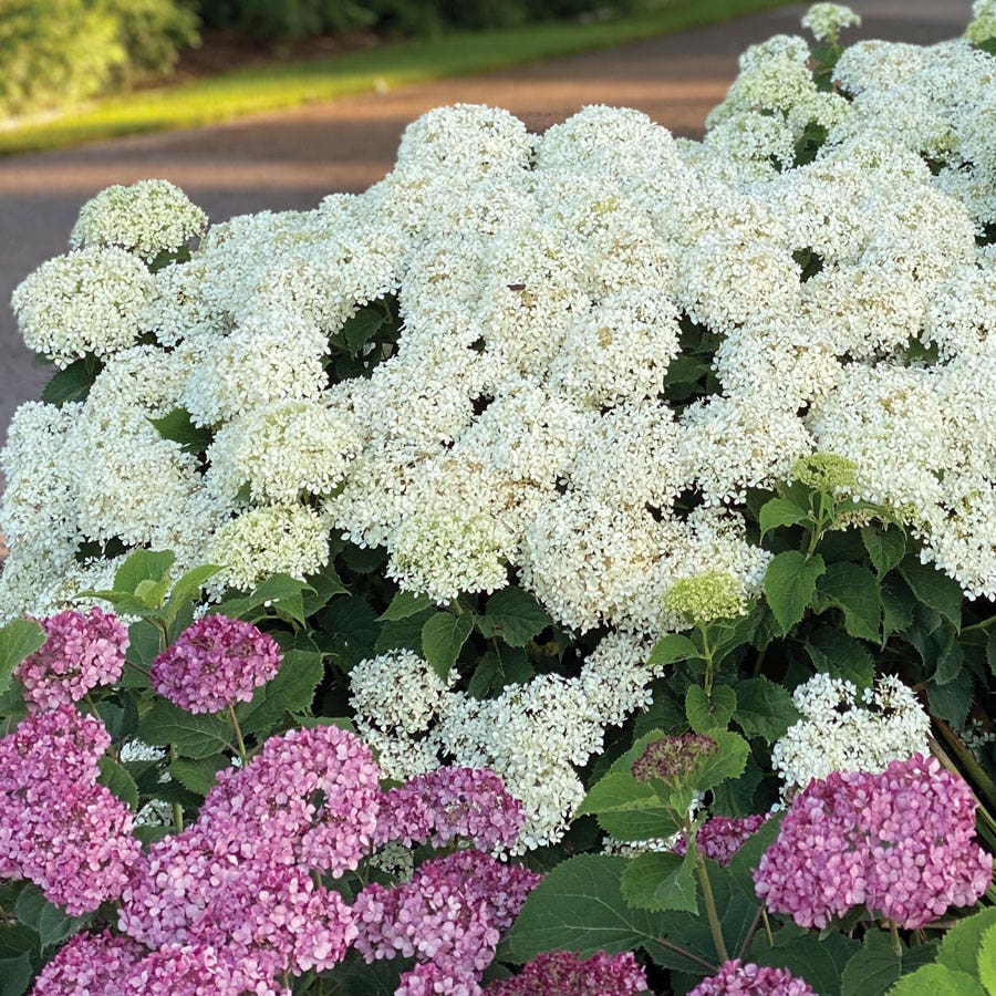 Hydrangea Invincibelle Limetta® Smooth Hydrangea