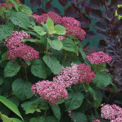 Hydrangea Invincibelle Mini Mauvette® Smooth Hydrangea