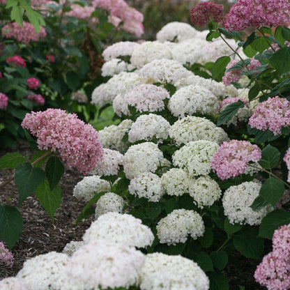 Invincibelle Wee White® Hydrangea