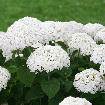 Invincibelle Wee White® Hydrangea