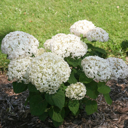 Invincibelle Wee White® Hydrangea