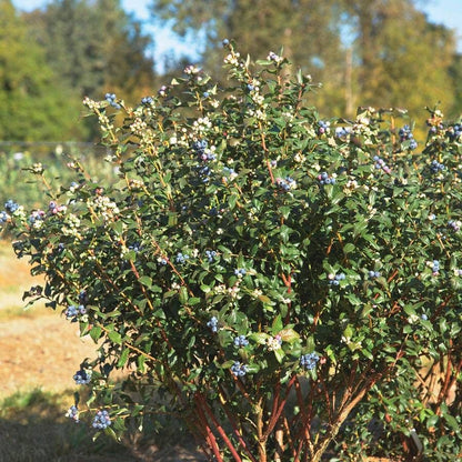 Bushel and Berry® Blueberry Perpetua