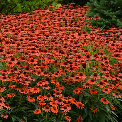 Sombrero® Flamenco Orange Coneflower