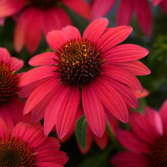 Sombrero® Baja Burgundy Coneflower