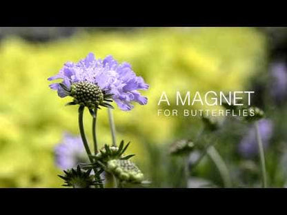 Butterfly Blue Pincushion Flower