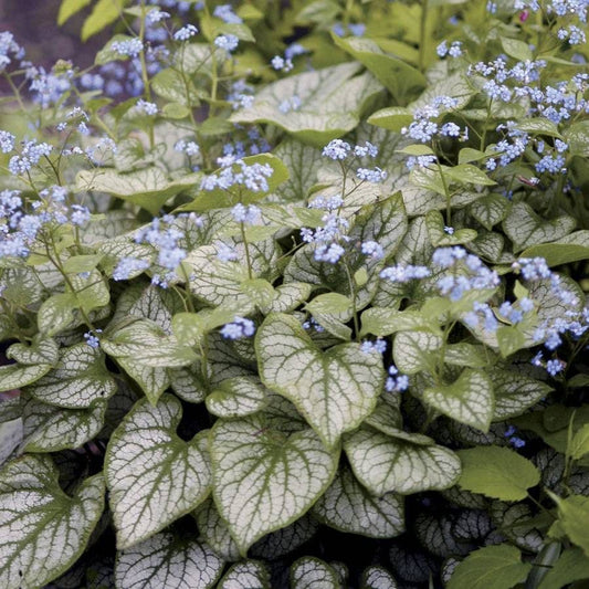 Brunnera 'Jack Frost'