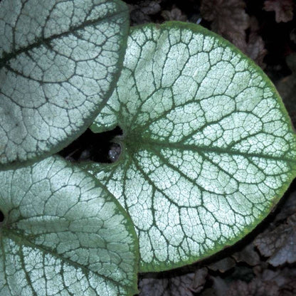 Brunnera 'Jack Frost'