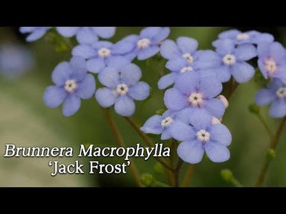 Brunnera 'Jack Frost'