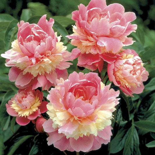 'Sorbet 'Peony