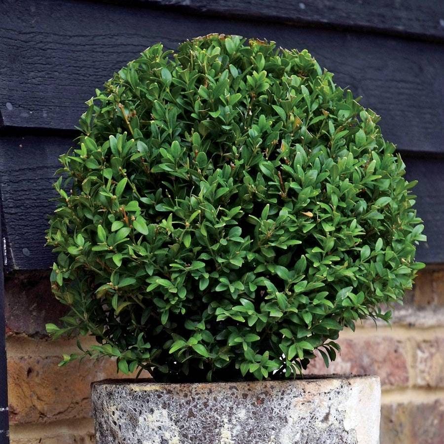 Sweet Bay Laurel Shrub
