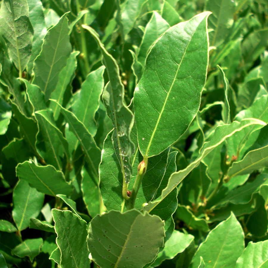 Sweet Bay Laurel Shrub