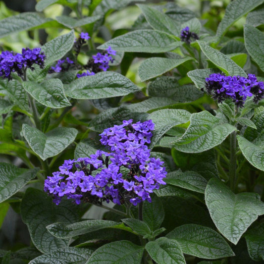 Iowa Heliotrope
