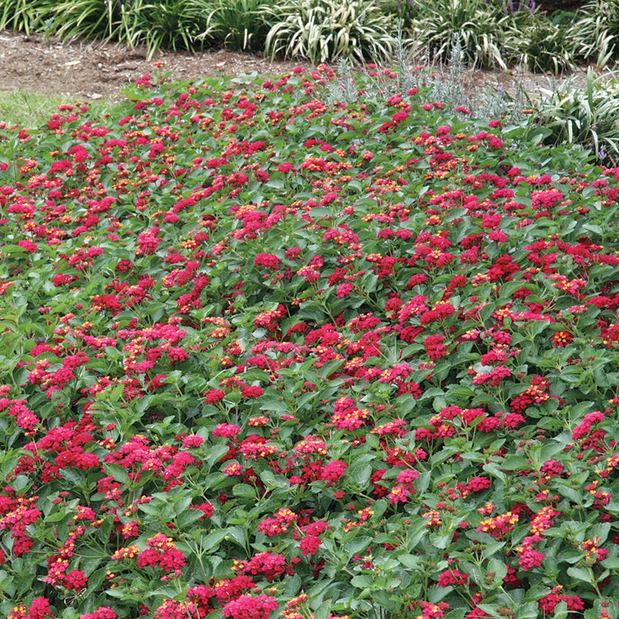Lantana Summer Popsicle