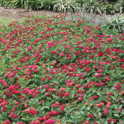 Lantana Summer Popsicle