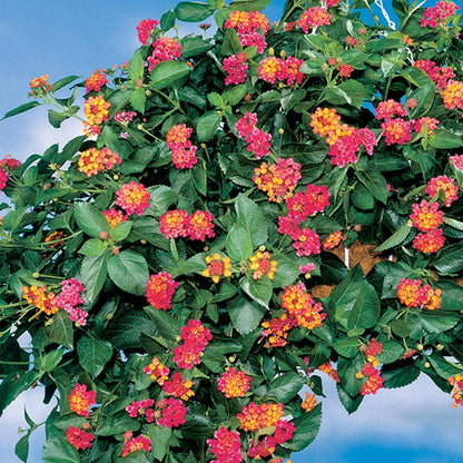 Lantana Summer Popsicle