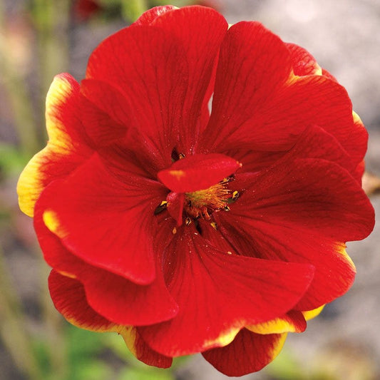 'Arc En Ciel' Cinquefoil