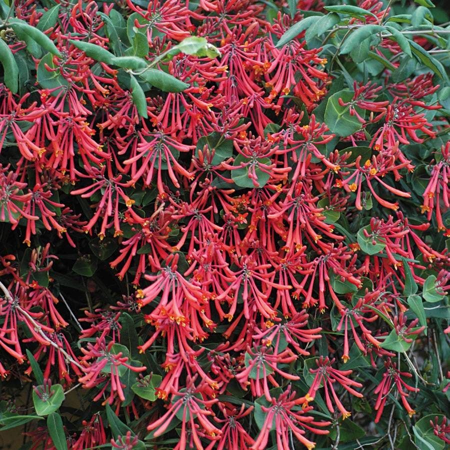 'Major Wheeler' Honeysuckle