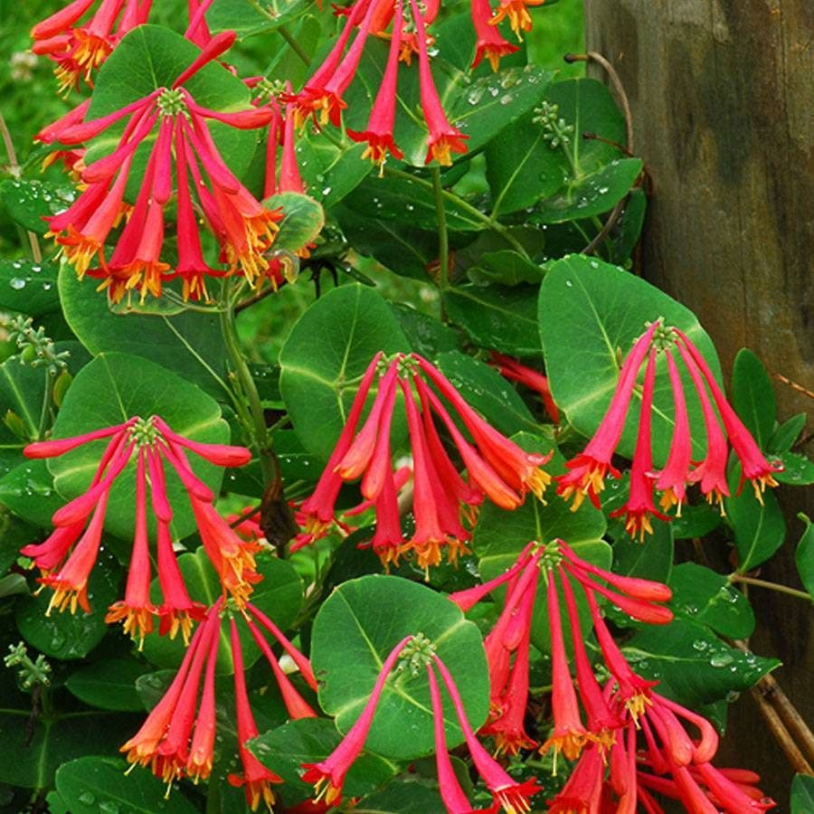 'Major Wheeler' Honeysuckle