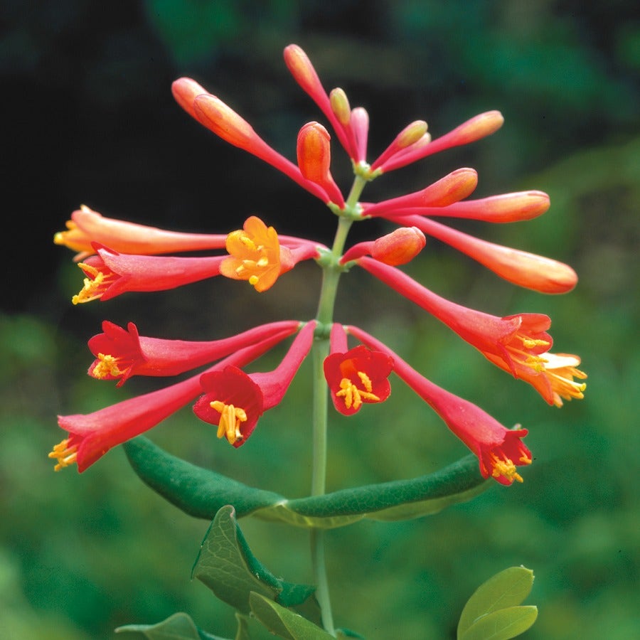 'Major Wheeler' Honeysuckle