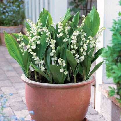 'Prolificans' Lily-of-the-Valley