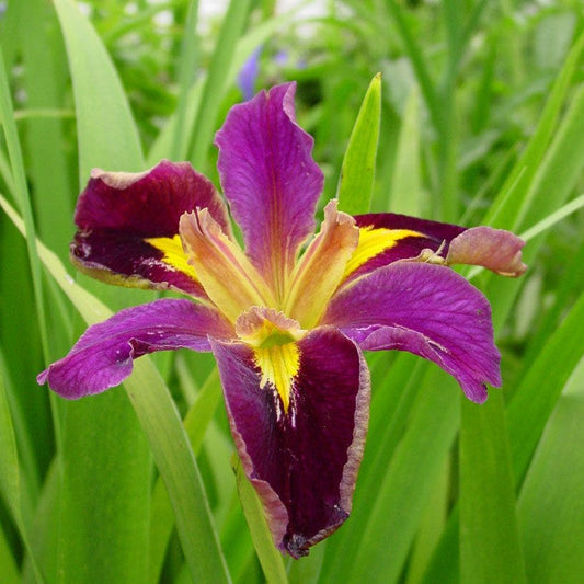 Jack Attack Louisiana Iris