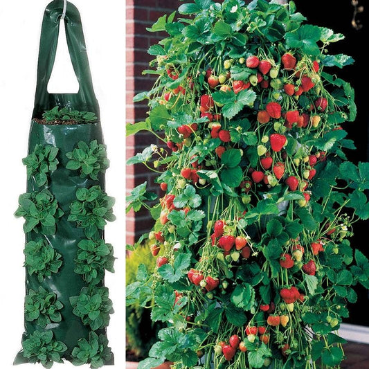 Park's Whopper Strawberry Plants & 2 Growin' Bags