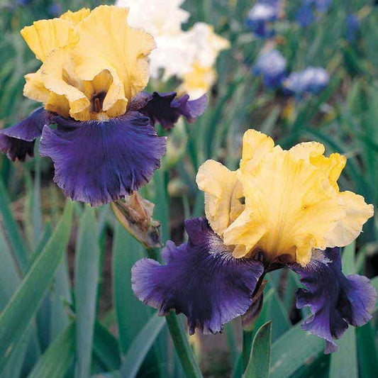 Iris 'Jurassic Park'