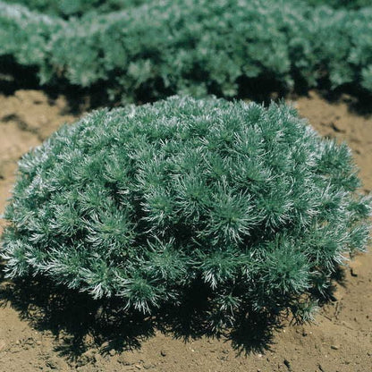 Artemisia Silver Mound