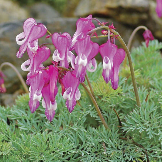 Dicentra 'Luxuriant'