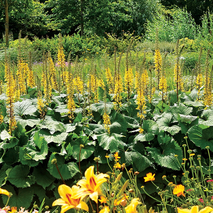 The Rocket Leopard Plant