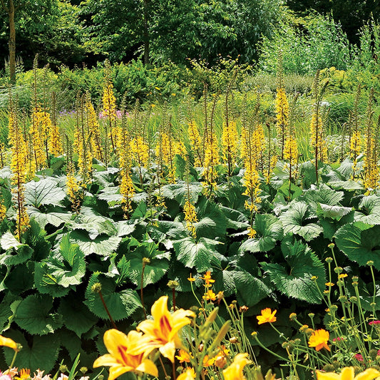 The Rocket Leopard Plant