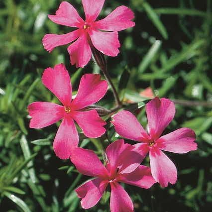 Scarlet Flame Creeping Phlox