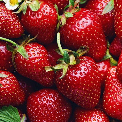 Fragaria 'Allstar' Strawberry