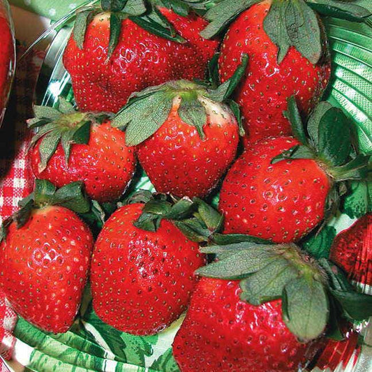 Fragaria 'Allstar' Strawberry