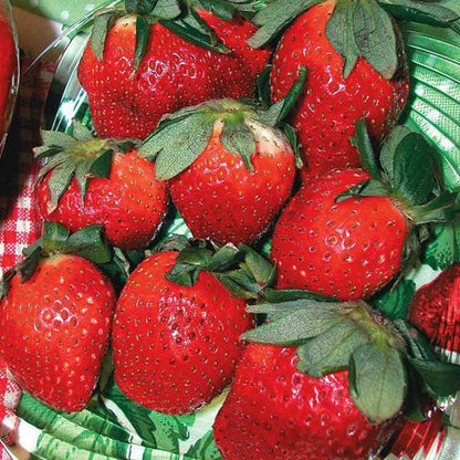Fragaria 'Allstar' Strawberry