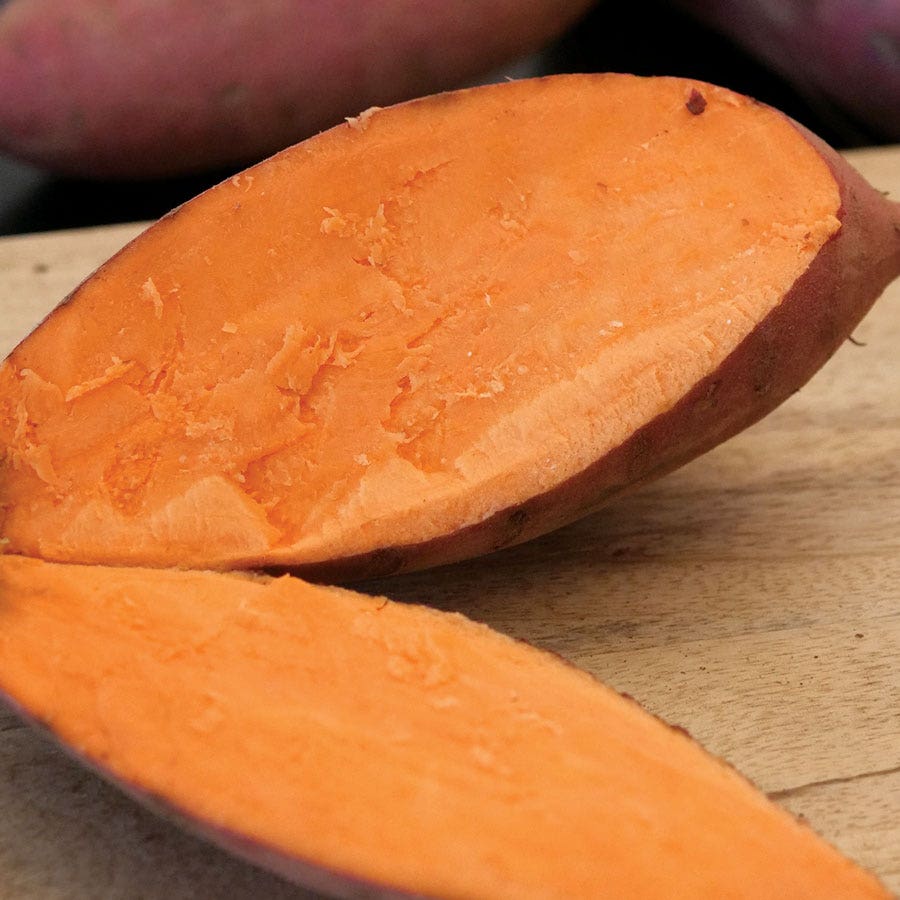 'Beauregard' Sweet Potato Slips