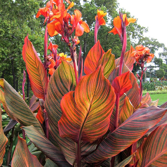 Tropicanna® Canna Lily Bulb