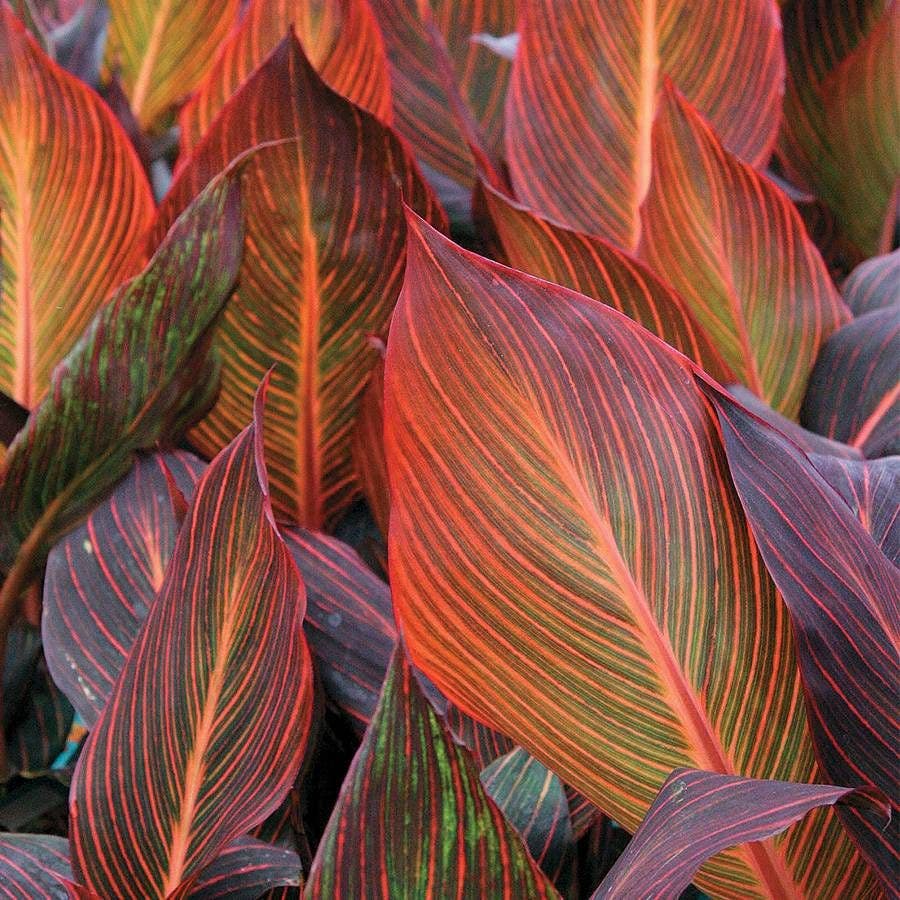 Tropicanna® Canna Lily Bulb