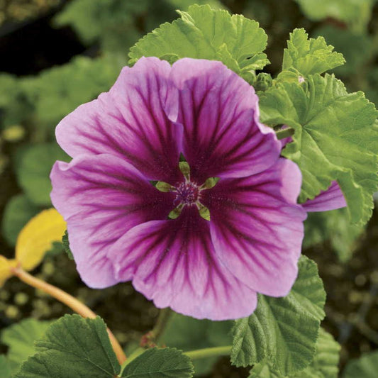 Malva 'Zebrina' Hollyhock Mallow