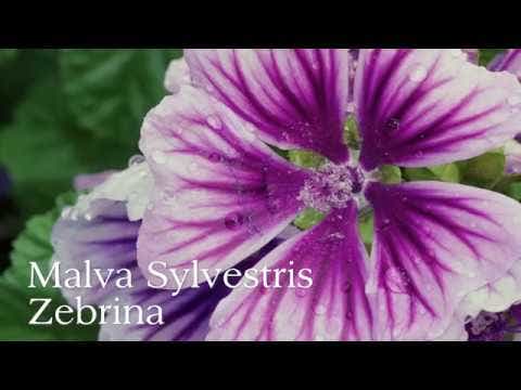 Malva 'Zebrina' Hollyhock Mallow