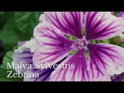 Malva 'Zebrina' Hollyhock Mallow