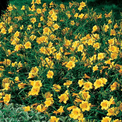 Hemerocallis 'Stella de Oro'